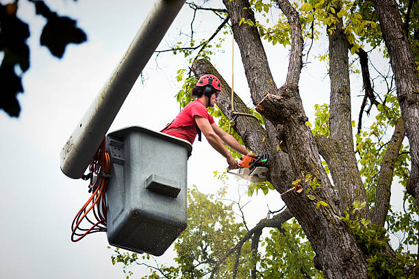 Trusted Lancaster, CA Tree Removal and Landscaping Services Experts